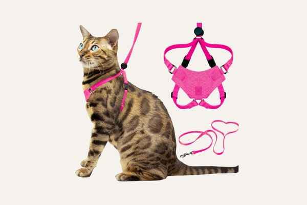 Cat Harness